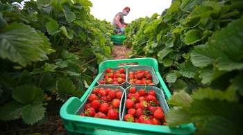 Производство ягод в Подмосковье к следующему сезону увеличится вдвое