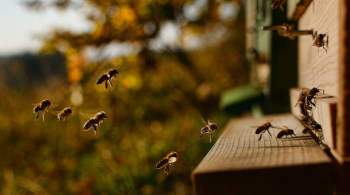 В Ульяновской области произошла массовая гибель пчел
