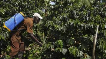 Зимбабве готова поставлять России фрукты, овощи, орехи и кофе