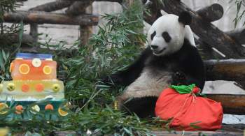 В Московском зоопарке пандам подарили лакомства в честь их праздника