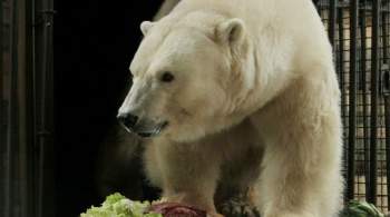 В зоопарке Екатеринбурга умерла белая медведица Айна 