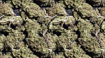 Более килограмма марихуаны нашли в сарае кубанца