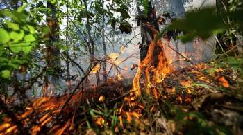 Эвакуация людей началась в Карелии из-за угрозы лесных пожаров
