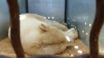 Раненую медведицу из Красноярского края отправили на рентген