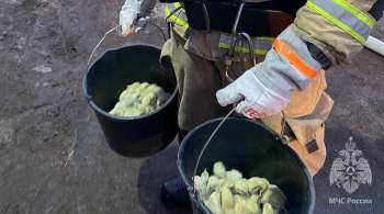 Калининградские спасатели вынесли цыплят из пожара 