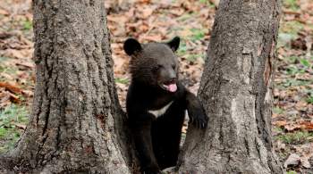 Медвежонок, ранивший ребенка в Приморье, ушел в лес