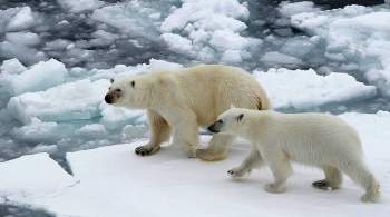 В WWF рассказали о причинах нашествия белых медведей на Новой Земле
