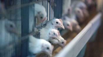 В Японии выявили новую вспышку птичьего гриппа