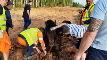 В Пермском крае спасли лошадь, застрявшую в грязи у трассы