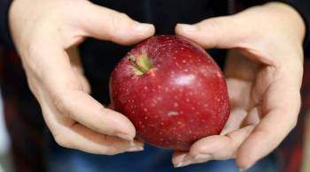 Нутрициолог рассказала, что будет, если съедать два яблока каждый день