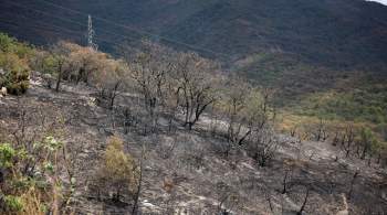 На Кубани завели уголовное дело из-за лесного пожара в Геленджике 