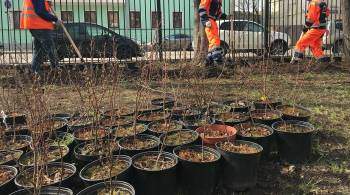 В Москве в рамках проекта "Наше дерево" высадили около 16 тысяч растений