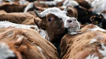 После гибели 122 коров на кировской ферме возбудили дело