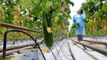 Производство тепличных овощей в Липецкой области выросло на 2500 тонн