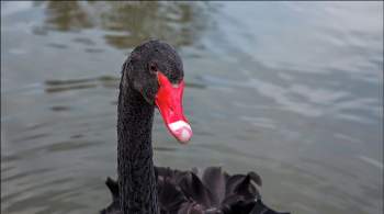 Птенцы черных лебедей вылупились в Московском зоопарке