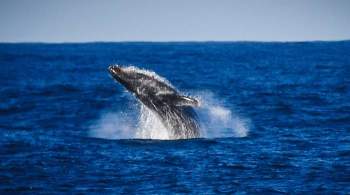 В США мужчина выжил после попадания в пасть кита, сообщило СМИ
