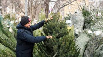 В Оби экс-полицейского обвиняют в получении взятки новогодней елкой