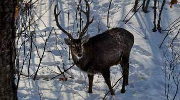 В Волгограде спасли оленя, застрявшего в заборе детского сада