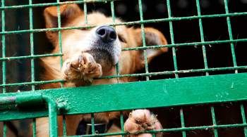 В Якутске в приюте для животных у собак выявили бруцеллез