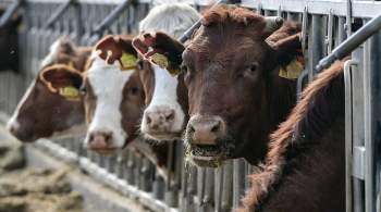 На пастбище в ЕАО обнаружили расстрелянных коров