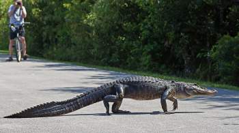 Во Флориде убили аллигатора, державшего в пасти тело человека 