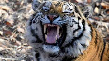 В Хабаровском крае застрелили убившего человека тигра