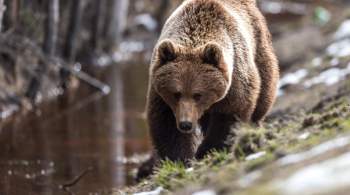 На Чаяндинском месторождении в Якутии обнаружили еще одного медведя 