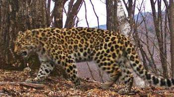 Леопарда, впервые снятого на видео восточнее Транссиба, назвали Казановой