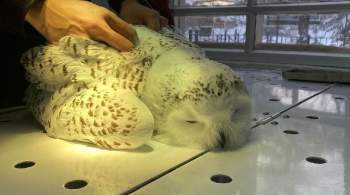В Вилюйске выпустили в природу полярную сову, обнаруженную в городе 