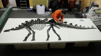  Кости лежат как мостовая : какие динозавры  водятся  в России