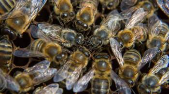В Башкирии снова произошла массовая гибель пчел