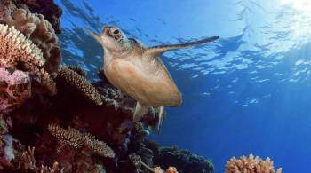 Австралия выделит 700 миллионов долларов на защиту Большого Барьерного рифа