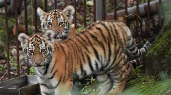 Зоопарки Ростова-на-Дону и Москвы готовы принять животных из Мариуполя
