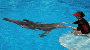 В США умерла самка дельфина, чья судьба легла в основу известного фильма