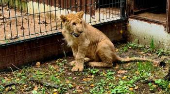 Львенок стал новым жителем московского Центра реабилитации диких животных
