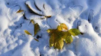 Первый снег выпал в Вологодской области 