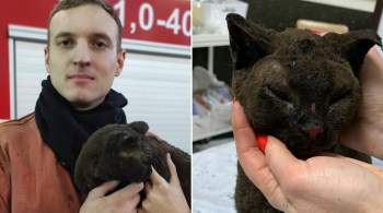 В Ленинградской области спасли кошку, лежавшую под завалами сгоревшего дома 