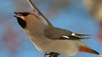 Орнитологи рассказали, какие птицы прилетят зимовать в Москву