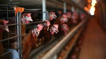 В Дании зафиксировали вспышки птичьего гриппа H5N1