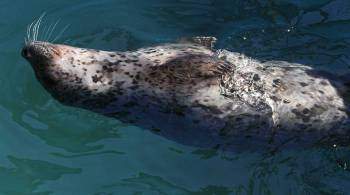 В США тюлень помог спастись мужчине, упавшему в воду