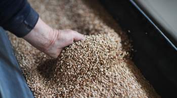 В Германии заявили, что Европа недополучила более трех миллионов тонн зерна