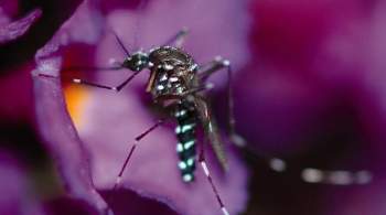 В Таиланде резко выросло число случаев заражения лихорадкой денге 